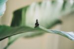 Very small Buddha statue set on a large plant leaf with other leafs in the background