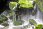 moss-4418351_1280